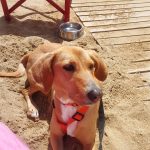 Athena Mon Chien  Croisé Femelle - Garde d'animaux à domicile