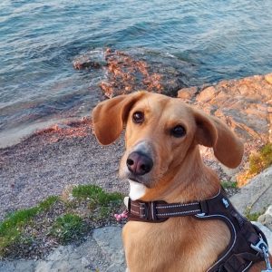 Images de profil de Victoire - Blooming Pets - Petsitting et garde d'animaux à domicile