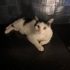 Images de profil de Victorine - Blooming Pets - Petsitting et garde d'animaux à domicile