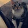 Images de profil de Victorine - Blooming Pets - Petsitting et garde d'animaux à domicile