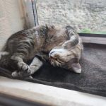 Nout Mon Chat  Européen Femelle stérilisée - Garde d'animaux à domicile