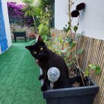 Baloo Mon Chat  Européen Mâle stérilisé - Garde d'animaux à domicile