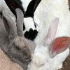 Images de profil de Vinciane - Blooming Pets - Petsitting et garde d'animaux à domicile