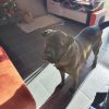 Images de profil de Vinciane - Blooming Pets - Petsitting et garde d'animaux à domicile