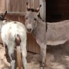 Images de profil de Vinciane - Blooming Pets - Petsitting et garde d'animaux à domicile