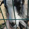 Images de profil de Vinciane - Blooming Pets - Petsitting et garde d'animaux à domicile