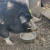 Images de profil de Vinciane - Blooming Pets - Petsitting et garde d'animaux à domicile