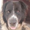 Images de profil de Vinciane - Blooming Pets - Petsitting et garde d'animaux à domicile