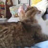 Images de profil de Virgile - Blooming Pets - Petsitting et garde d'animaux à domicile