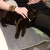 Images de profil de Virgile - Blooming Pets - Petsitting et garde d'animaux à domicile