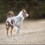 Uston Mon Chien  Berger Australien Mâle - Garde d'animaux à domicile
