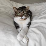 Suzy Mon Chat  Européen Femelle - Garde d'animaux à domicile