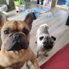Images de profil de Aurelie - Blooming Pets - Petsitting et garde d'animaux à domicile