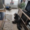 Images de profil de Aurelie - Blooming Pets - Petsitting et garde d'animaux à domicile