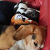 Images de profil de Aurelie - Blooming Pets - Petsitting et garde d'animaux à domicile