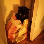 Enigma Mon Chat  Européen Femelle - Garde d'animaux à domicile