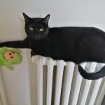 Hélios Mon Chat  Européen Mâle - Garde d'animaux à domicile