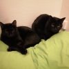 Images de profil de Wanda - Blooming Pets - Petsitting et garde d'animaux à domicile