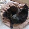 Images de profil de Wanda - Blooming Pets - Petsitting et garde d'animaux à domicile