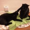 Images de profil de Wanda - Blooming Pets - Petsitting et garde d'animaux à domicile