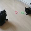 Images de profil de Wanda - Blooming Pets - Petsitting et garde d'animaux à domicile