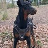 Images de profil de Wendy - Blooming Pets - Petsitting et garde d'animaux à domicile