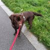Images de profil de Wendy - Blooming Pets - Petsitting et garde d'animaux à domicile
