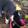 Images de profil de Wendy - Blooming Pets - Petsitting et garde d'animaux à domicile