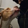 Images de profil de Wendy - Blooming Pets - Petsitting et garde d'animaux à domicile