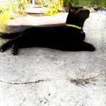 Chocapic Mon Chat  Européen Mâle - Garde d'animaux à domicile