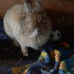 Bonbons Mon Lapin  Tête de Lion Femelle - Garde d'animaux à domicile