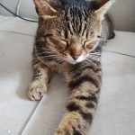 Caramel Mon Chat  Européen Mâle stérilisé - Garde d'animaux à domicile