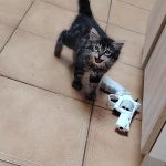 Fifille Mon Chat  Maine Coon Femelle - Garde d'animaux à domicile