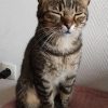 Images de profil de Wendy - Blooming Pets - Petsitting et garde d'animaux à domicile