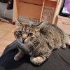 Images de profil de Wendy - Blooming Pets - Petsitting et garde d'animaux à domicile