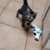 Images de profil de Wendy - Blooming Pets - Petsitting et garde d'animaux à domicile
