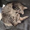 Images de profil de Wendy - Blooming Pets - Petsitting et garde d'animaux à domicile