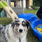 Taya Mon Chien  Berger Australien Femelle - Garde d'animaux à domicile