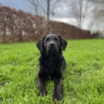 Black Mon Chien  Berger Belge Malinois Mâle - Garde d'animaux à domicile