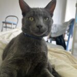 Zazù Mon Chat  Bleu Russe Mâle - Garde d'animaux à domicile