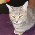 Zira Mon Chat  Croisé Femelle - Garde d'animaux à domicile