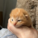 Rafiki Mon Chat  Croisé Indéterminé - Garde d'animaux à domicile