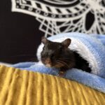 Pumba Mon Rongeur Gerbille  Mâle - Garde d'animaux à domicile