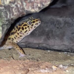 Sparo Mon Lézard  Gecko Léopard (Eublepharis Macularius) Mâle - Garde d'animaux à domicile