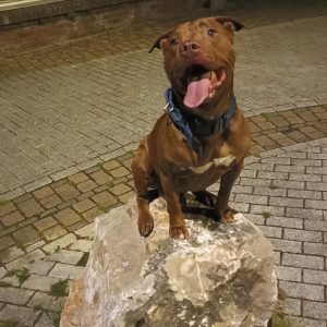 Images de profil de Yann - Blooming Pets - Petsitting et garde d'animaux à domicile