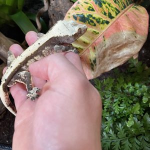 Images de profil de Amaury - Blooming Pets - Petsitting et garde d'animaux à domicile