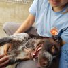 Images de profil de Zoé - Blooming Pets - Petsitting et garde d'animaux à domicile