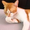 Zohra - Blooming Pets - Petsitting et garde d'animaux à domicile
