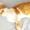 Zohra - Blooming Pets - Petsitting et garde d'animaux à domicile