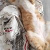 Zohra - Blooming Pets - Petsitting et garde d'animaux à domicile